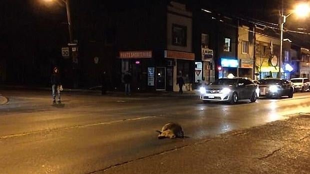 El triste momento en el que un mapache trata de reanimar a su compañero atropellado