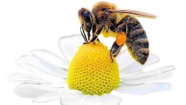 Las abejas son los más eficientes polinizadores