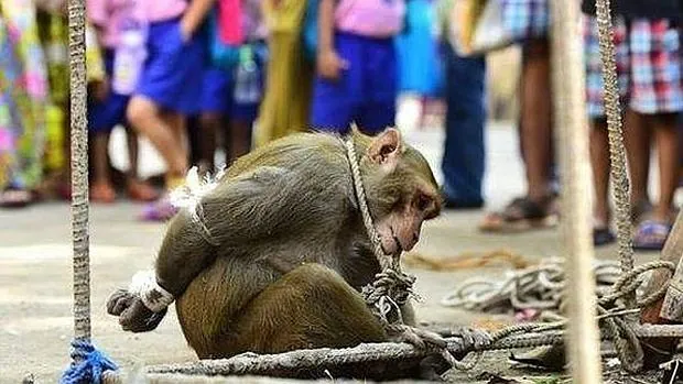 Arrestan a un mono ladrón y acosador y lo exponen a una humillación pública