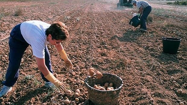 Una mujer arrancando patatas