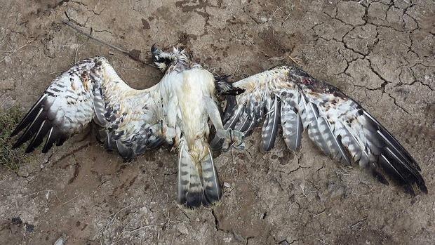 Águila pescadora abatida en Grecia