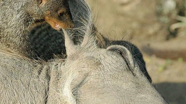 Las mangostas y los jabalíes del Parque Nacional Queen Elizabeth hacen muy buen equipo