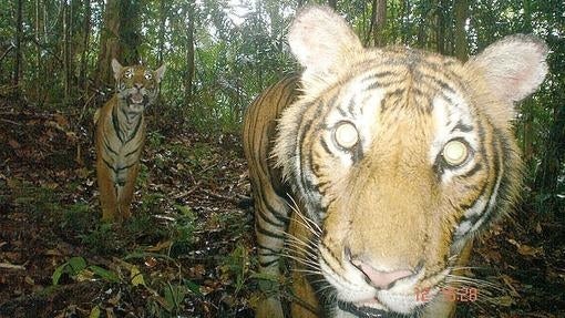 Siete proyectos para proteger al tigre en marcha