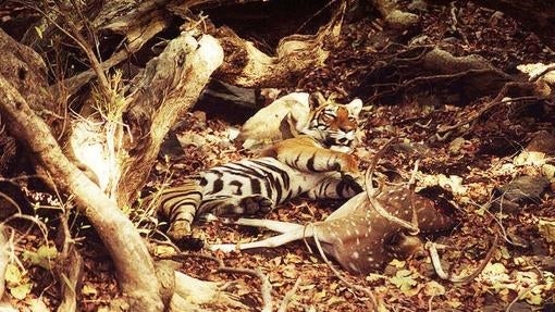 Siete proyectos para proteger al tigre en marcha