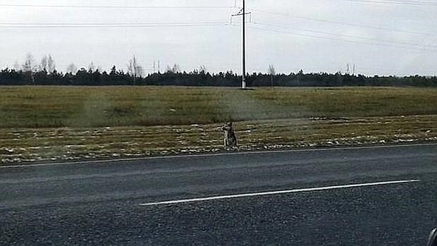 El perro que espera en la carretera de Siberia donde murió su dueño en un accidente