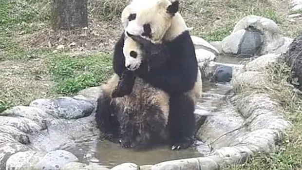 La entrañable escena ha sido filmada en la reserva para pandas que existe en Chengdu