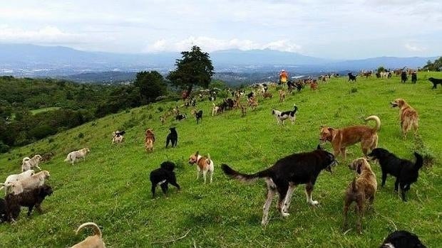 La idea surgió para fomentar la adopción de ejemplares mestizos