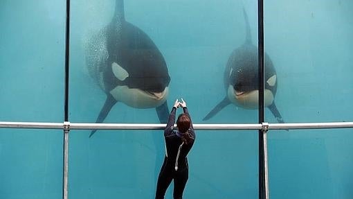 Dos orcas con su entrenadora en el parque acuático Marineland (Francia)