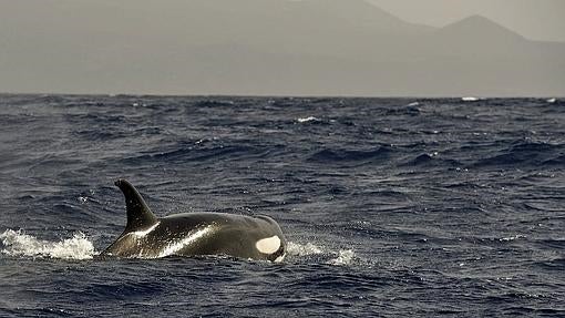 Orca en mar abierto