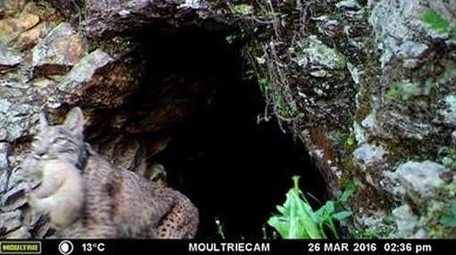 La hembra de lince cambió de cubil a sus crías