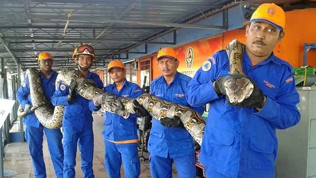 Fotografía facilitada por la Fuerza de Defensa Civil de Malasia que muestra la serpiente pitón capturada en Penang