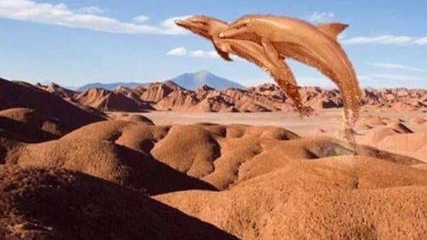 Planean la apertura de un delfinario en el desierto de Arizona donde se podrá nadar con sus ejemplares