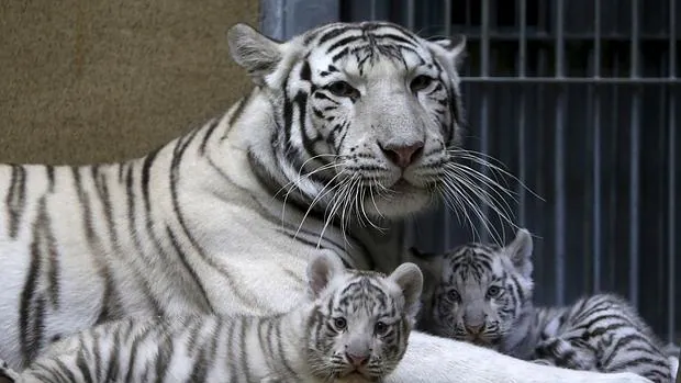 Tan adorables como raros: así son los cachorros de tigre blanco nacidos hace dos meses en Chequia