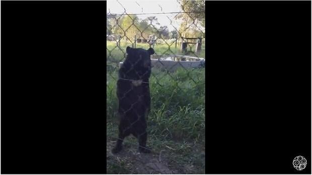 Carly y Johnny han compartido varios vídeos, captados en Laos recientemente, donde se puede ver a un oso caminando sobre sus dos patas traseras