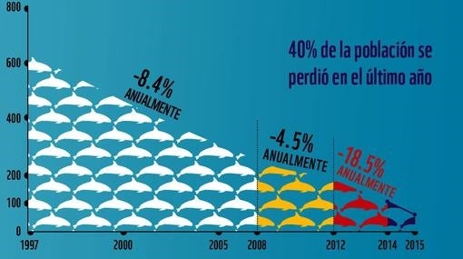 Declive poblacional de la vaquita