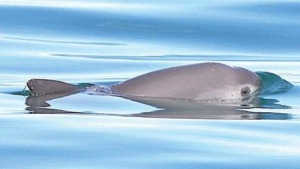 Vaquita mexicana