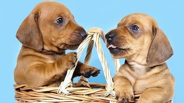 Los perros pudieron ser domesticados dos veces distintas en dos lugares del mundo