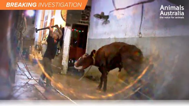La organización ha detectado ganado australiano en 11 mataderos ilegales en Vietnam