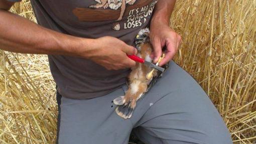 Anillamiento de un pollo de aguilucho cenizo