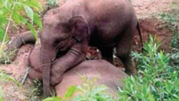 La cría de elefante abraza a su madre muerta