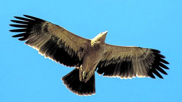 El águila imperial remonta el vuelo