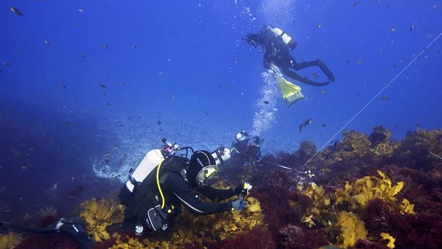 Bosques de kelp