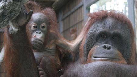 Una hembra de orangután de Borneo con su cría