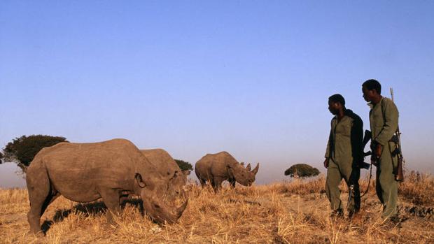 Dos rangers comprobando el estado de tres rinocerontes negros