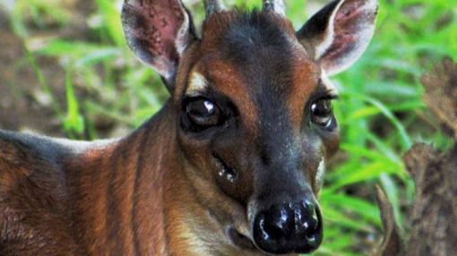 Duiker bayo