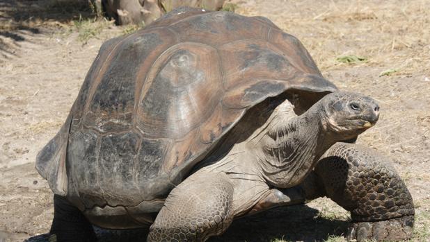 Ejemplar de una tortuga gigante. Se conocen 15 especies de estas tortugas, y tres de ellas se han extinguido
