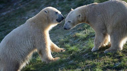 El Parque de Vida Silvestre de Yorkshire desarrolla en la actualidad el «Proyecto Polar», a la que pertenece esta fotografía, para la rehabilitación de osos cautivos