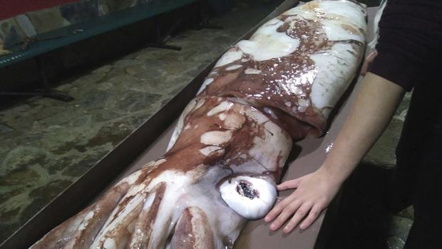 Fotografía facilitada por Cepesma de una cría de calamar gigante