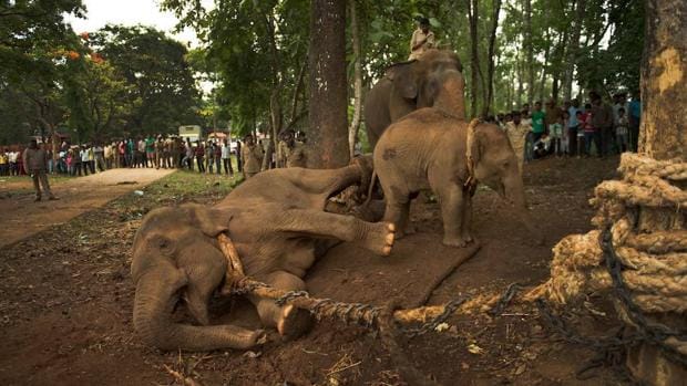 El furtivismo, para comercializar el marfil de sus colmillos, supone la principal amenaza para los elefantes