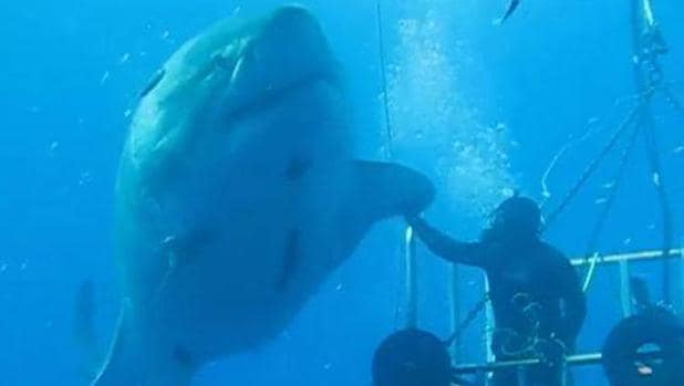Un ejemplar de tiburón blanco, «chocando los cinco». Vídeo que se convirtió en viral en su día