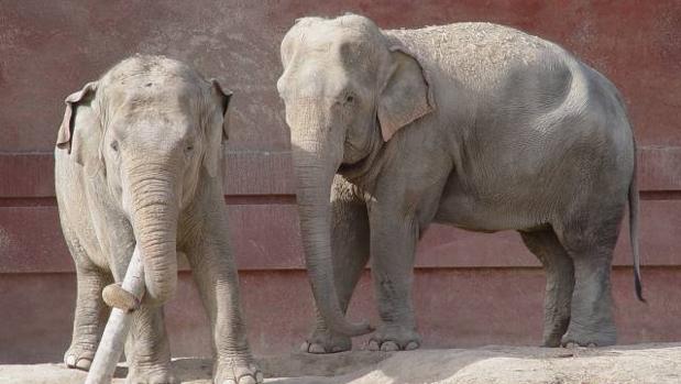 Los cálculos revelan que cada ejemplar de elefante incrementa el número de turistas en un 371%