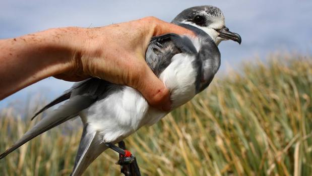 Las aves marinas consumen plástico porque huele y parece comida