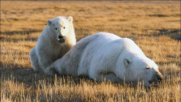 El oso polar, junto a su madre, durante uno de los momentos previos a la retirada del bote por parte de los guardas de la isla de Wrangel