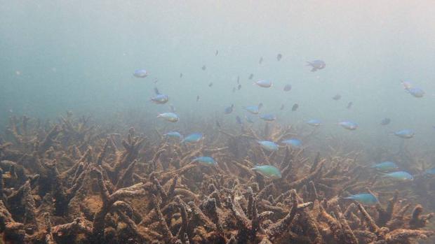 La Gran Barrera de Coral ha perdido el 67% de sus corales en su franja norte este año
