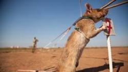 Entrenan ratas para detectar minas enterradas en África