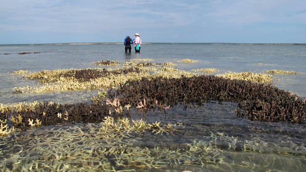 La Gran barrera de coral australiana comenzó a deteriorarse en la década de 1990