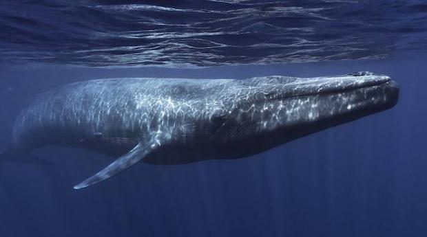 Es la primera vez que la NASA y la NOAA han sido capaz de predecir las densidades de las ballenas azules a lo largo de un año en tiempo real