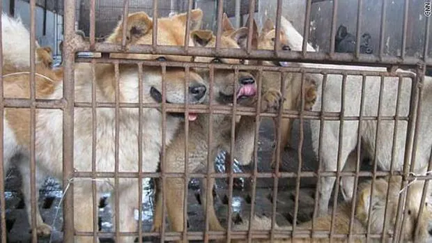 Prohíben la matanza de perros en el mercado más grande de Corea del Sur