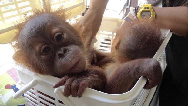 El traficante pretendía vender a la pareja de orangutanes, de pocos meses de edad, por 28.000 dólares