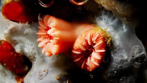 Coral (Caryophyllia sp.) y esponja (Phorbas tenacior)