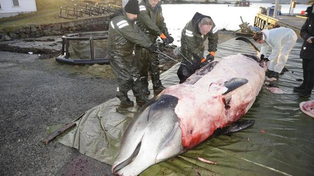 Ejemplar de zifio varado en la costa de la isla de Sotra (Noruega)