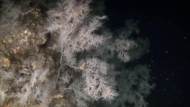 Los investigadores detectaron que el grado de «conectividad» entre las poblaciones superficiales y profundas puede diferir mucho entre las especies en un arrecife