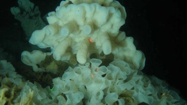 Los arrecifes vivos de esponja de cristal tienen más de 9.000 años de edad