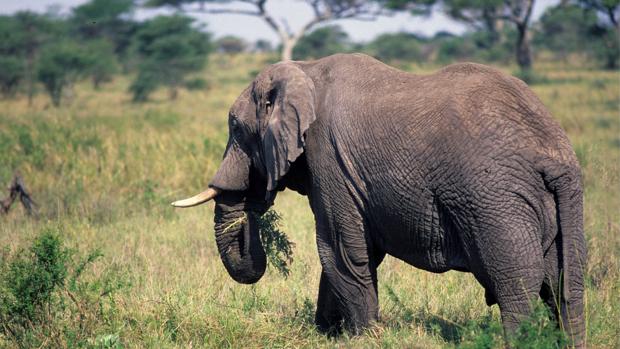 Muere tras ser aplastado por un elefante con el que quería hacerse un selfie