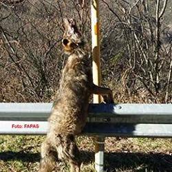 Lobo colgado en Asturias