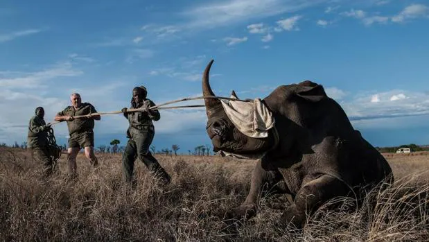 Sudáfrica alberga el 80% de la población mundial de rinocerontes, con al menos 18.000 rinocerontes blancos y cerca de 2.000 negros